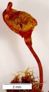 Attēlu rezultāti vaicājumam “Buxbaumia aphylla”