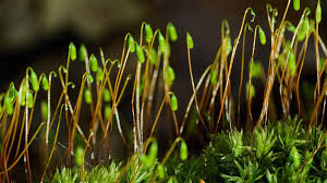Attēlu rezultāti vaicājumam “Mnium hornum sporophyte”