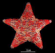 Attēlu rezultāti vaicājumam “Asterodon ferruginosus”