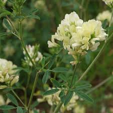 Attēlu rezultāti vaicājumam “Medicago x varia  flower”