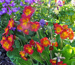 Attēlu rezultāti vaicājumam “Primula x polyantha flower”