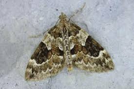 Attēlu rezultāti vaicājumam “Thera variata”