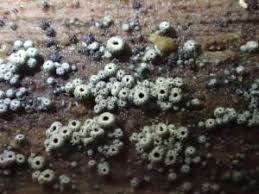 Attēlu rezultāti vaicājumam “Merismodes anomala”