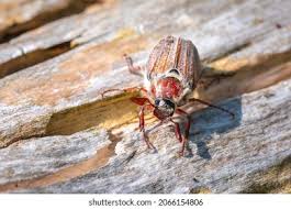 Attēlu rezultāti vaicājumam “Melolontha hippocastani imago”