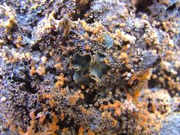 Attēlu rezultāti vaicājumam “Hemitrichia calyculata young”