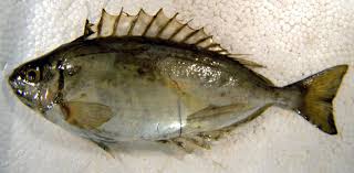Image result for Siganus rivulatus