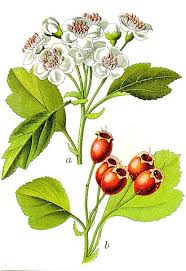 Attēlu rezultāti vaicājumam “Crataegus chlorosarca”