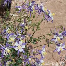 Image result for Aquilegia caerulea