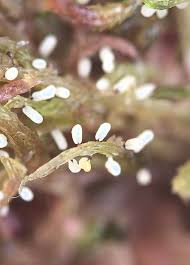 Attēlu rezultāti vaicājumam “Craterium minutum cf. var. brunneum stalked”