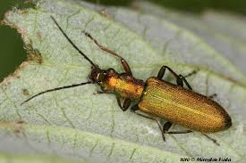 Attēlu rezultāti vaicājumam “Chrysanthia viridissima”