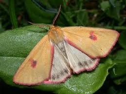 Attēlu rezultāti vaicājumam “Diacrisia sannio”