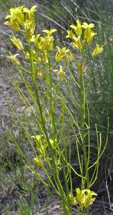 Attēlu rezultāti vaicājumam “Sisymbrium volgense flower”