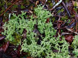 Attēlu rezultāti vaicājumam “Cladonia”