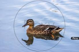 Attēlu rezultāti vaicājumam “Anas platyrhynchos female”