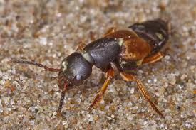 Attēlu rezultāti vaicājumam “Staphylinus erythropterus”