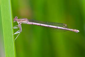 Attēlu rezultāti vaicājumam “Platycnemis pennipes female”