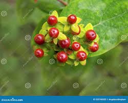 Attēlu rezultāti vaicājumam “Hypericum perforatum fruit”