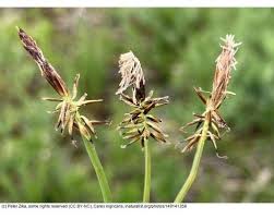 Attēlu rezultāti vaicājumam “Carex disperma”