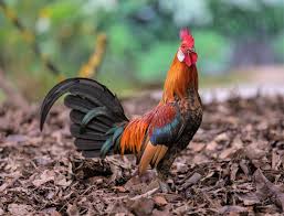 Attēlu rezultāti vaicājumam “Gallus male”