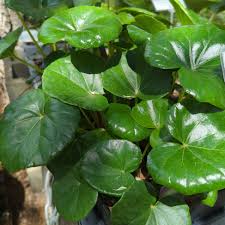 Attēlu rezultāti vaicājumam “Ligularia sibirica leaf”