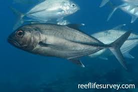 Image result for Caranx lugubris
