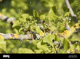 Attēlu rezultāti vaicājumam “Ginkgo biloba female flower”