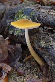 Attēlu rezultāti vaicājumam “Pluteus leoninus”