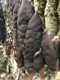 Attēlu rezultāti vaicājumam “Brefeldia maxima spores”