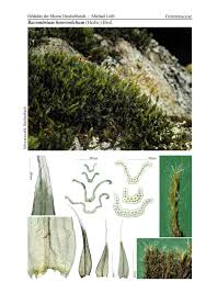 Attēlu rezultāti vaicājumam “Racomitrium heterostichum”