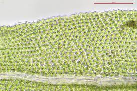 Attēlu rezultāti vaicājumam “Aulacomnium androgynum”
