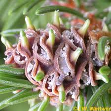 Attēlu rezultāti vaicājumam “Sacchiphantes abietis”