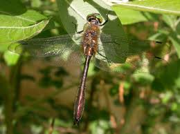 Attēlu rezultāti vaicājumam “Cordulia aenea”