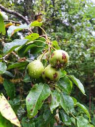 Attēlu rezultāti vaicājumam “Pyrus pyraster leaf”
