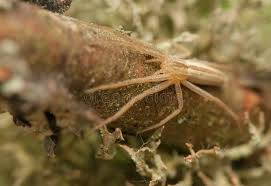 Attēlu rezultāti vaicājumam “Tibellus oblongus”