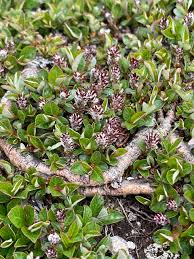 Attēlu rezultāti vaicājumam “Exobasidium uvae-ursi”