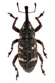 Attēlu rezultāti vaicājumam “Pissodes piniphilus”