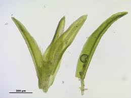 Attēlu rezultāti vaicājumam “Gymnostomum calcareum”