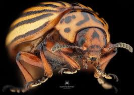 Attēlu rezultāti vaicājumam “Leptinotarsa decemlineata”