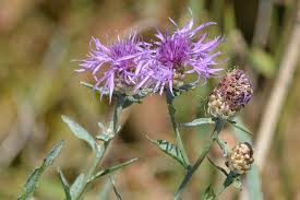 Image result for Flockenblume