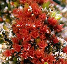 Attēlu rezultāti vaicājumam “Bryum pallens sporophyte”