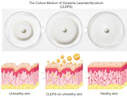 Attēlu rezultāti vaicājumam “Ceriporia”