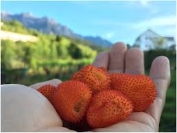Attēlu rezultāti vaicājumam “Rubus nessensis fruit”