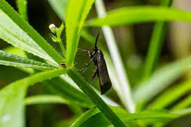 Attēlu rezultāti vaicājumam “Adelidae”