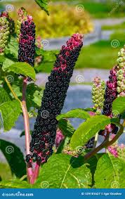 Attēlu rezultāti vaicājumam “Phytolacca acinosa”