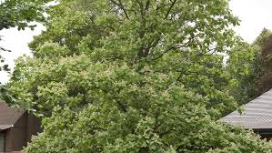 Attēlu rezultāti vaicājumam “Catalpa ovata”