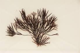 Attēlu rezultāti vaicājumam “Furcellaria lumbricalis”