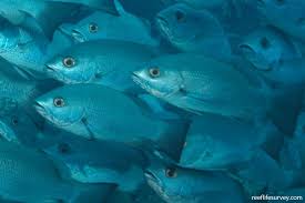 Image result for Lutjanus colorado