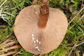 Attēlu rezultāti vaicājumam “Lactarius”
