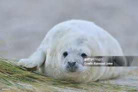 Attēlu rezultāti vaicājumam “Halichoerus grypus”