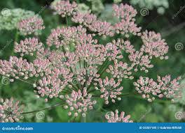 Attēlu rezultāti vaicājumam “Laserpitium latifolium flower”